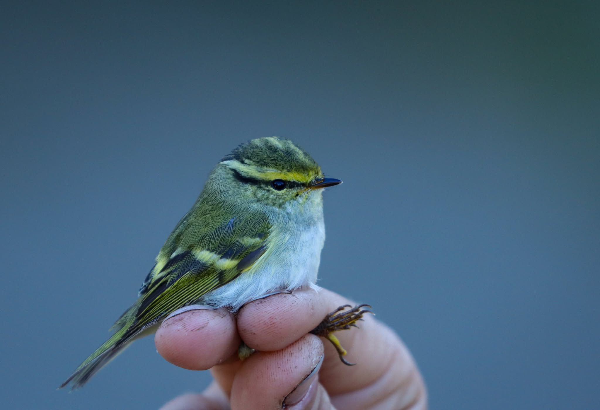 553141749 1210679361097083 3639764704971947287 n