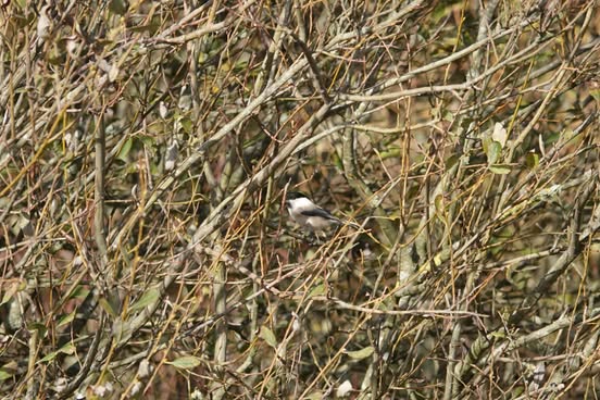 563842404 857880749919394 2221294171974128756 n