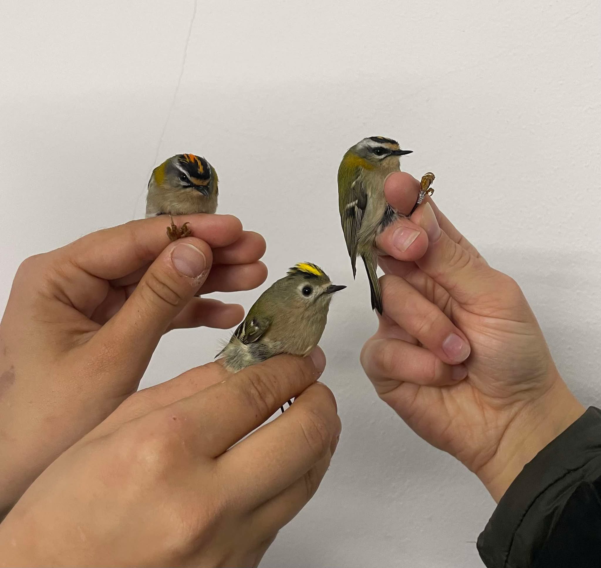 566190046 839944881909686 2971180332856999783 n