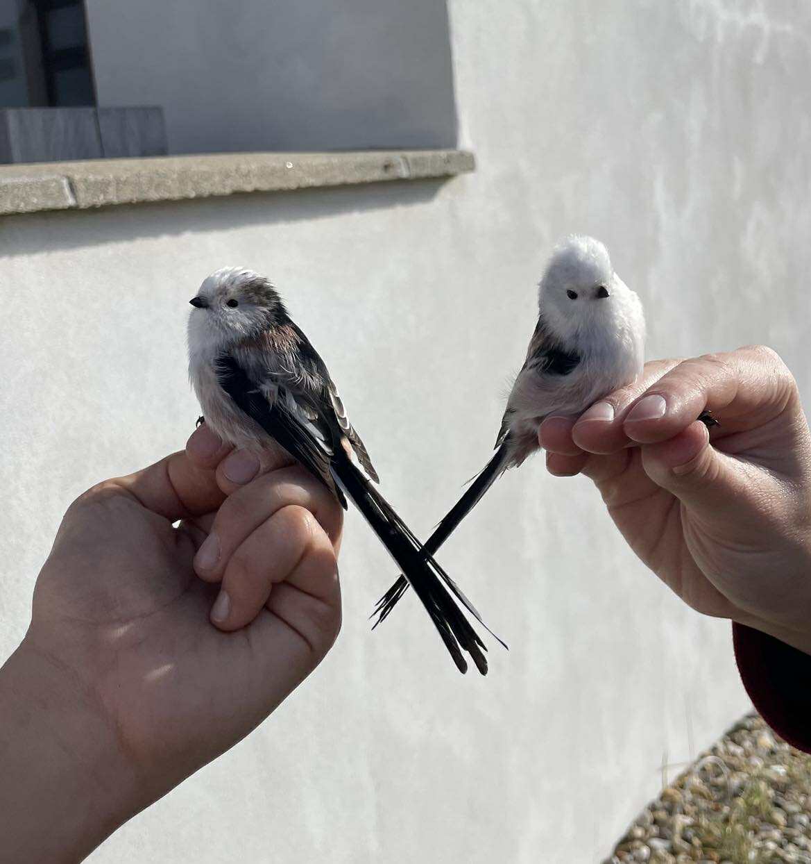 566418531 2632288090458022 4158667020986488509 n