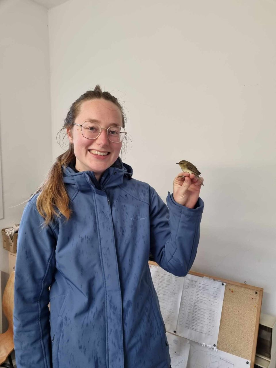 Antonia_Chiffchaff.jpg