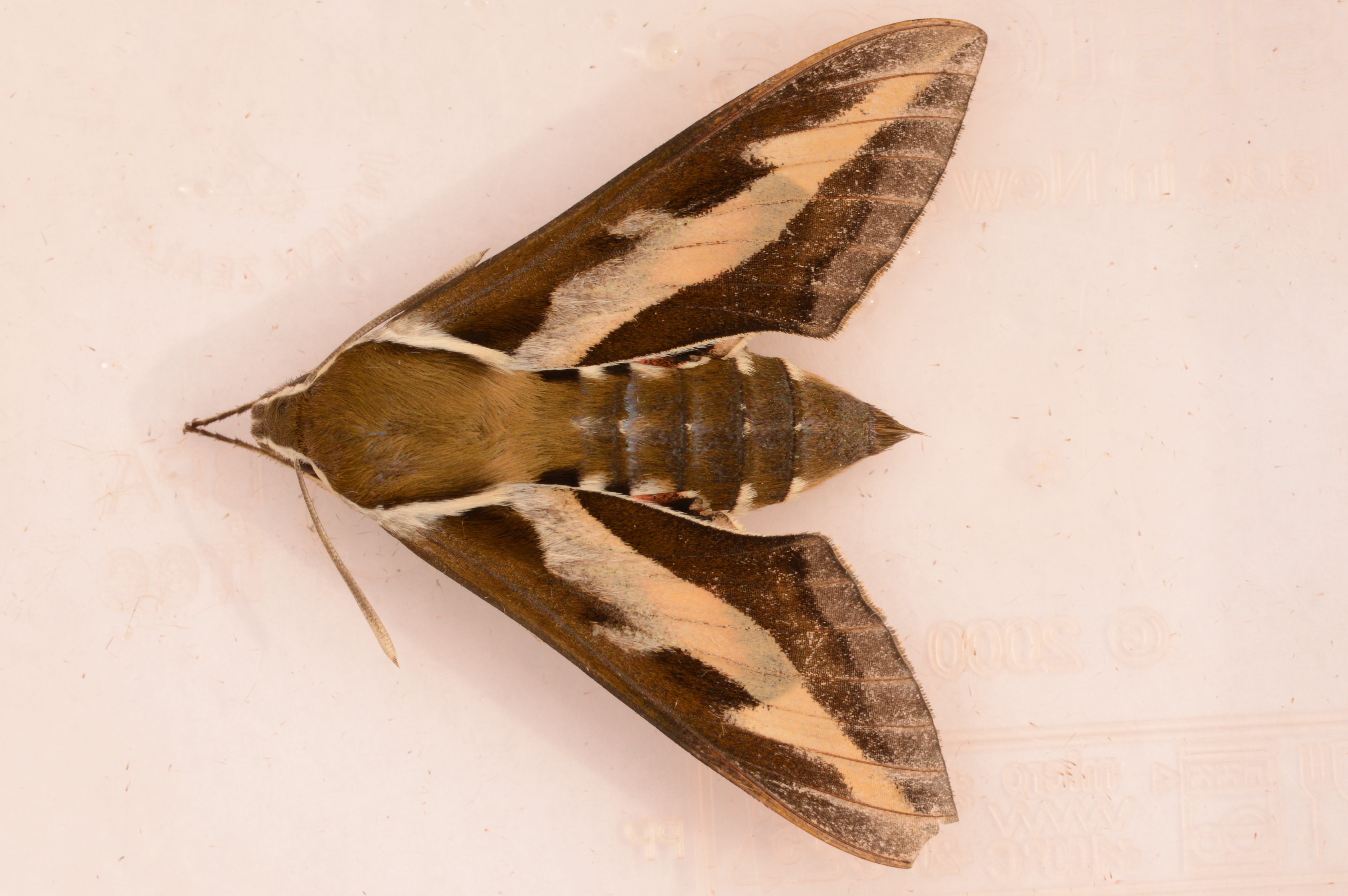 BEDSTRAW_HAWKMOTH_01.07.2021_Blavand_Denmark_9.JPG