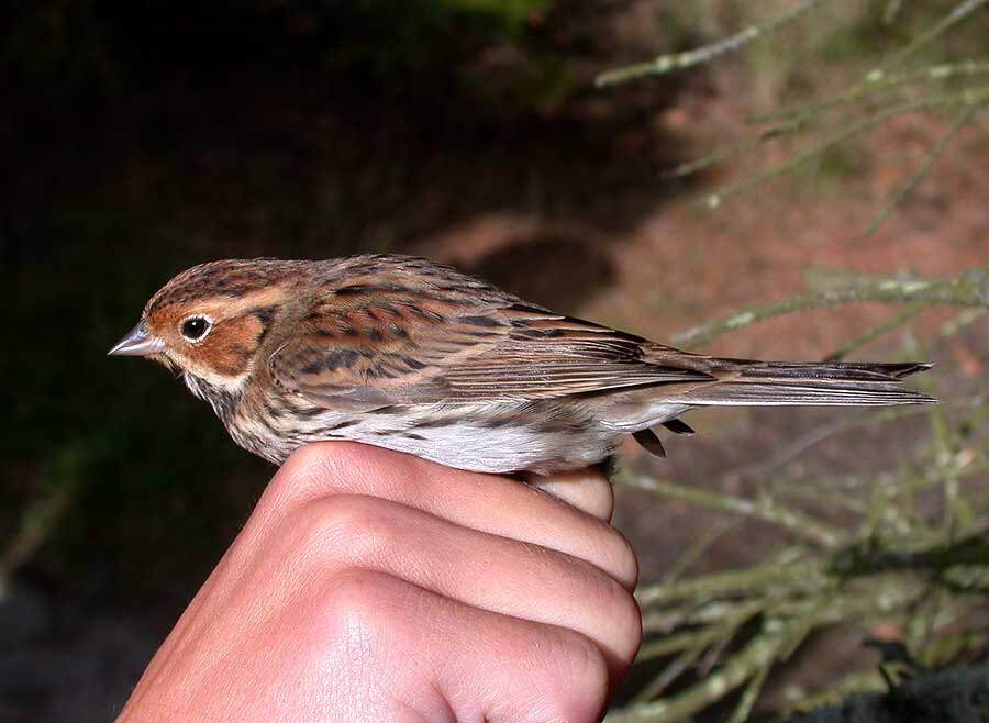 Dvaergvaerling OleZoltanGoeller 05102004