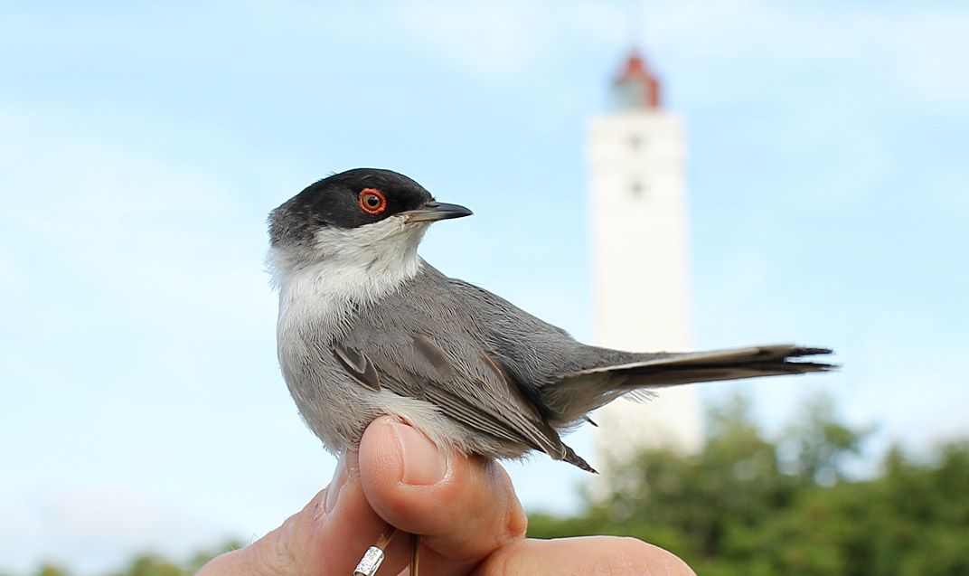 SorthovedetSanger PerPoulsen 15062011