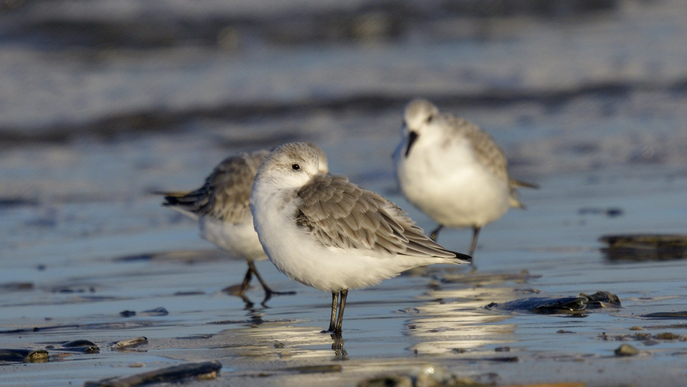 Blavand_son_Sanderlings_1_00001.jpg