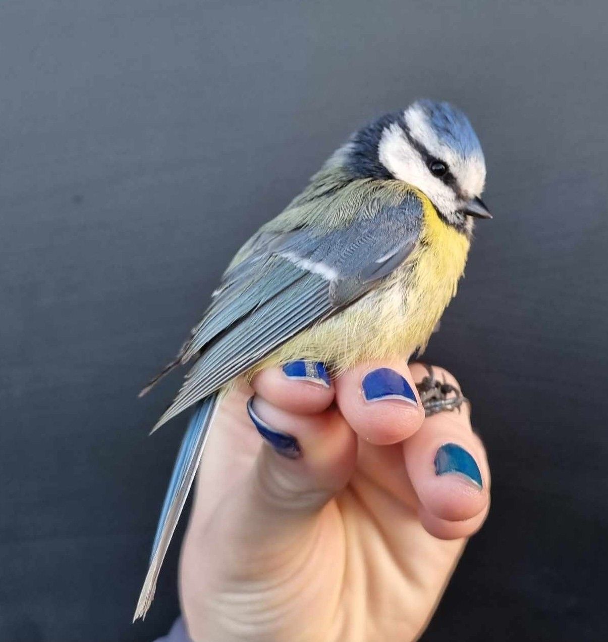 Blue_tit_Emma.jpg