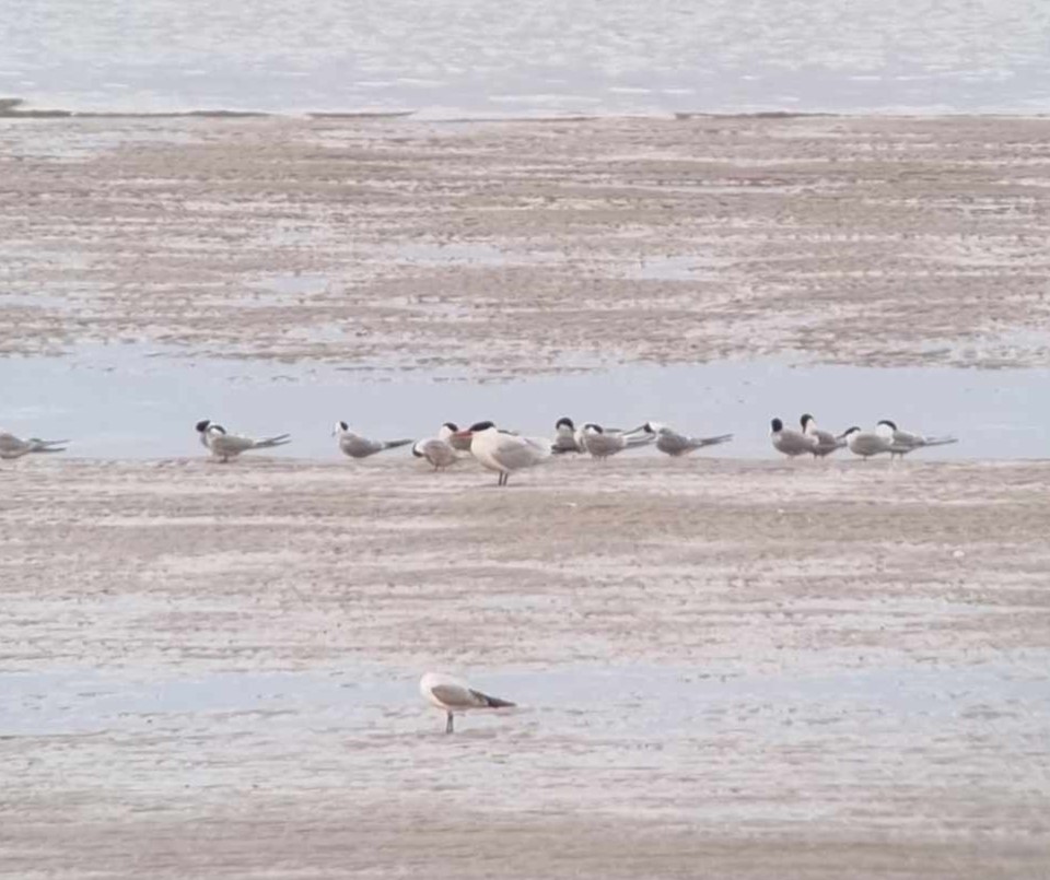 Caspain_tern.jpg
