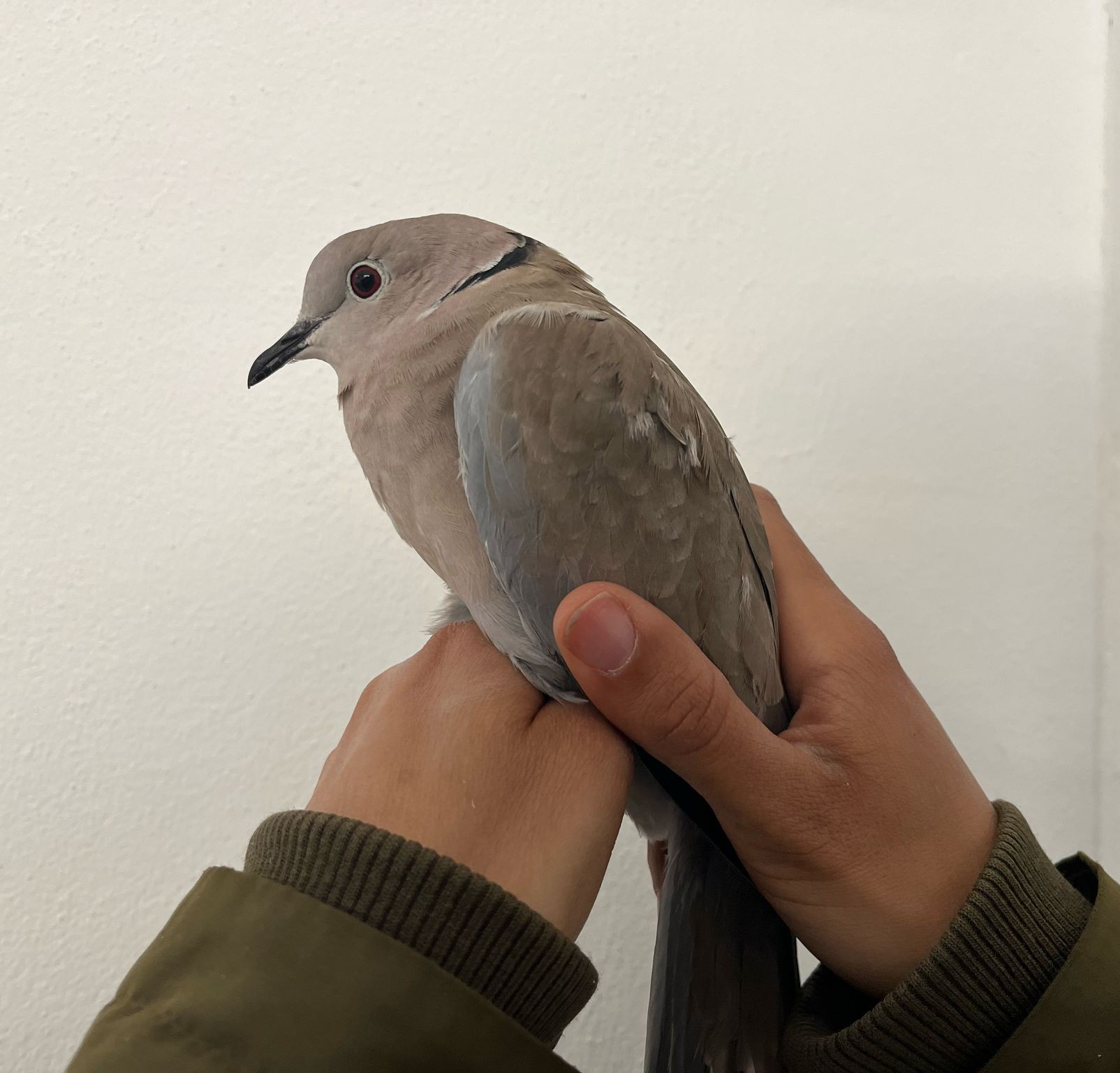 Collared_dove_MArit.jpeg