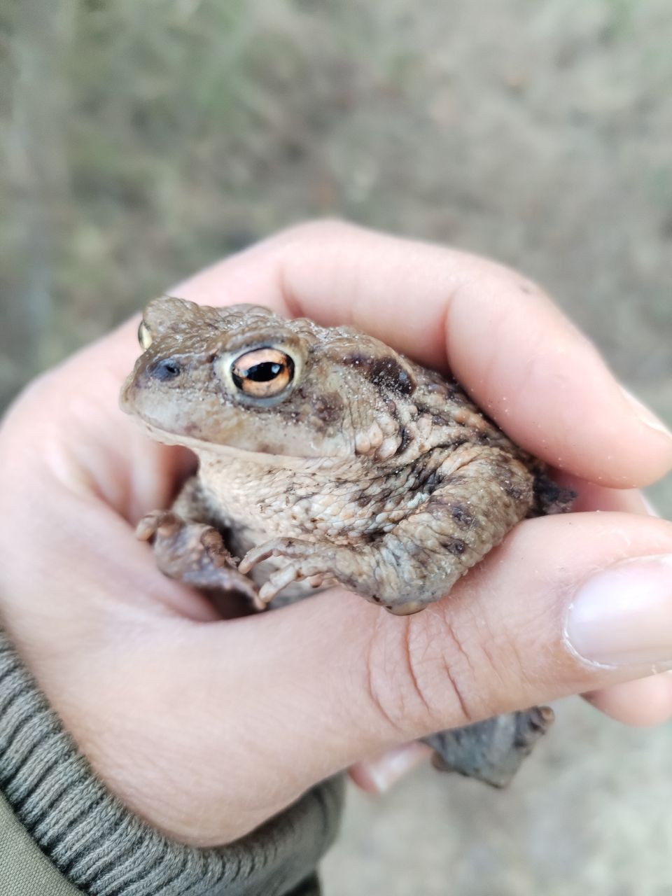 Common_Toad.jpg