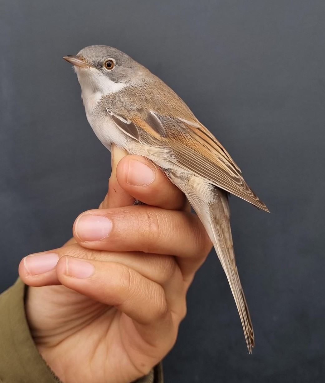 Common_Whitethroat.jpeg