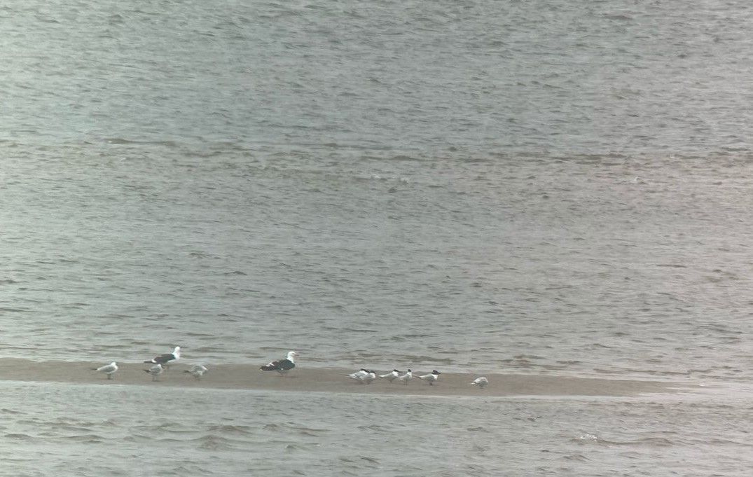 Common_tern.jpg