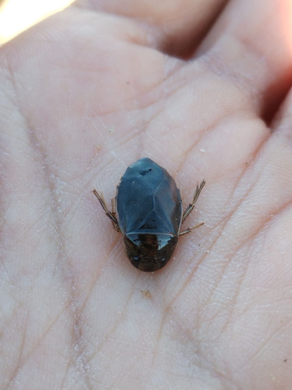 Diving_Bug.jpg