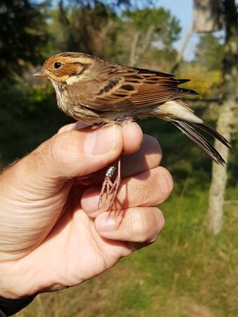 Dvaergvaerling Blavand 20170925 150430