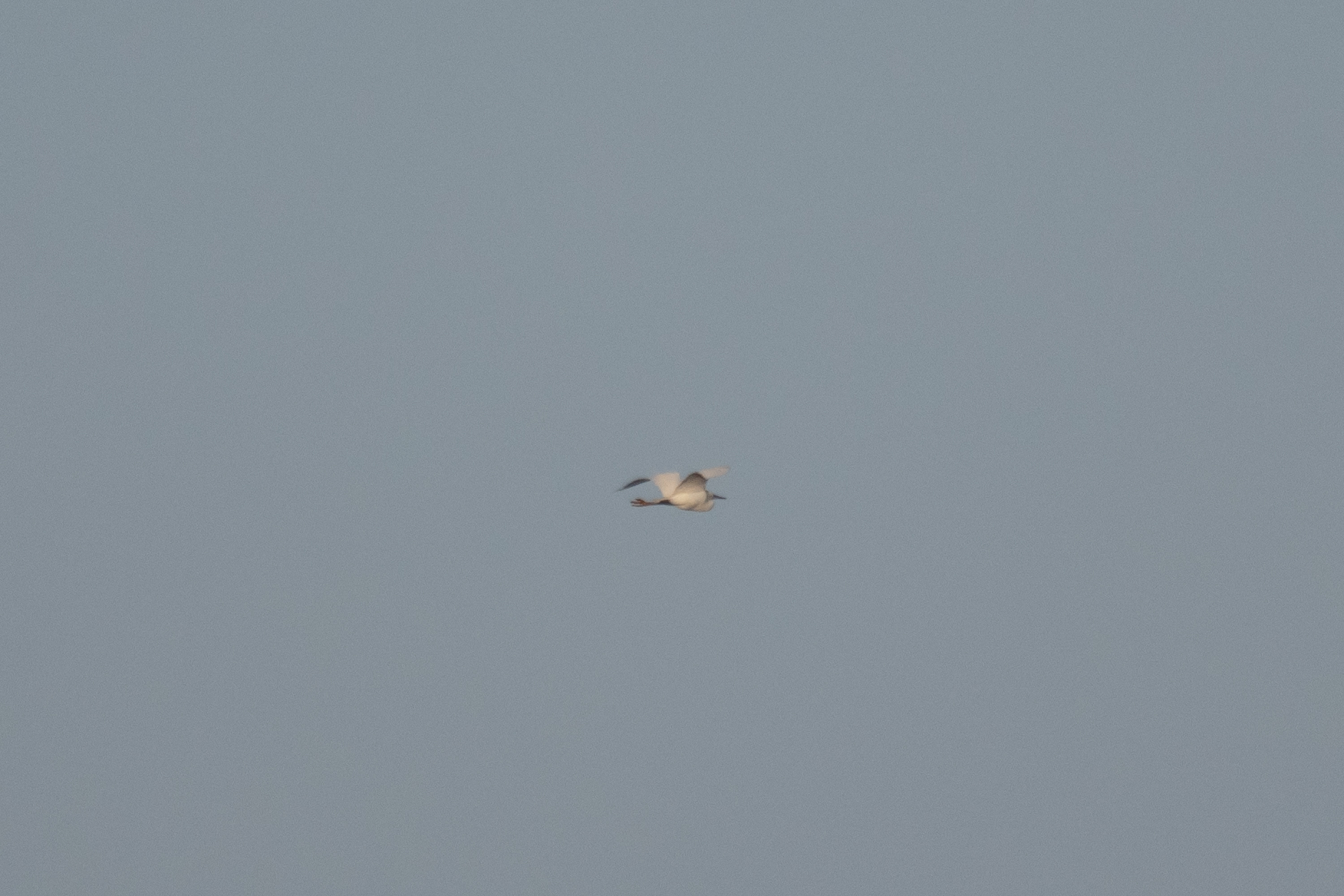 EGRET.jpeg