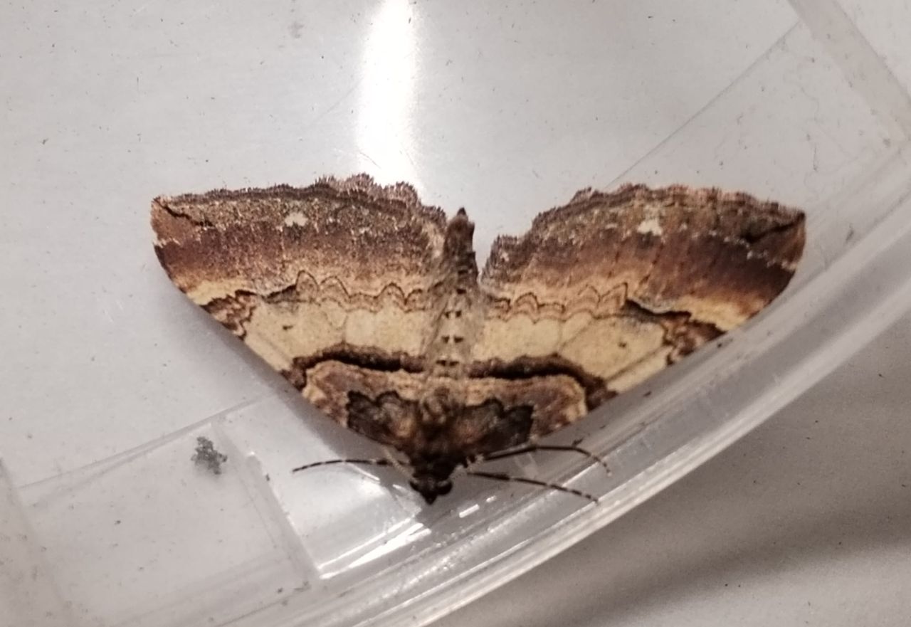 Earophila_badiata.jpg