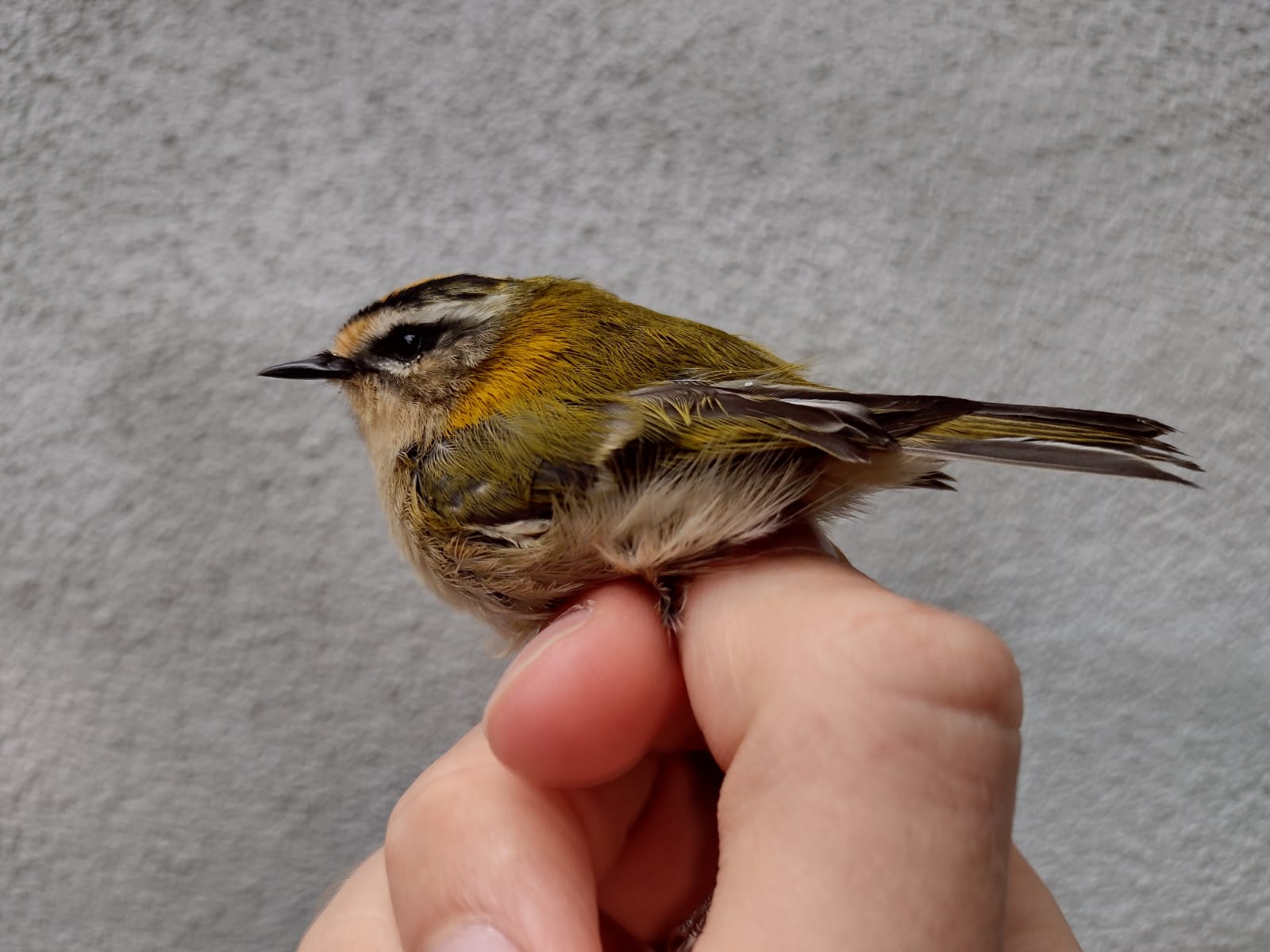 Firecrest.jpg