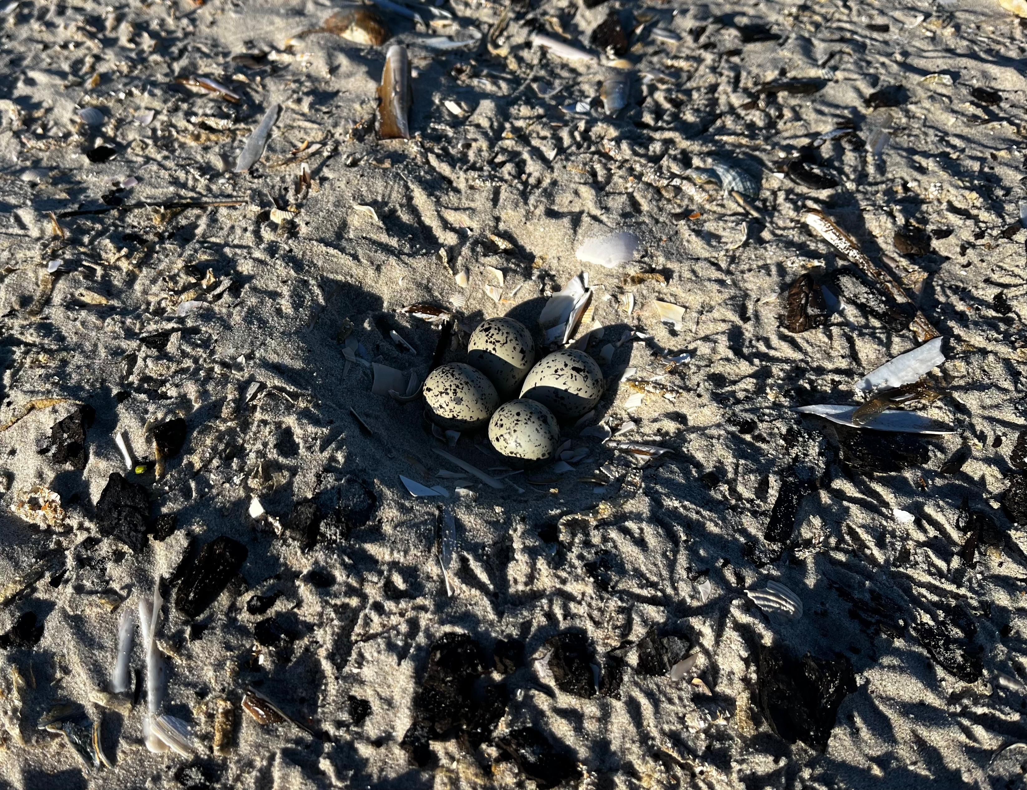 Foto_nest_ringed_plover.jpeg