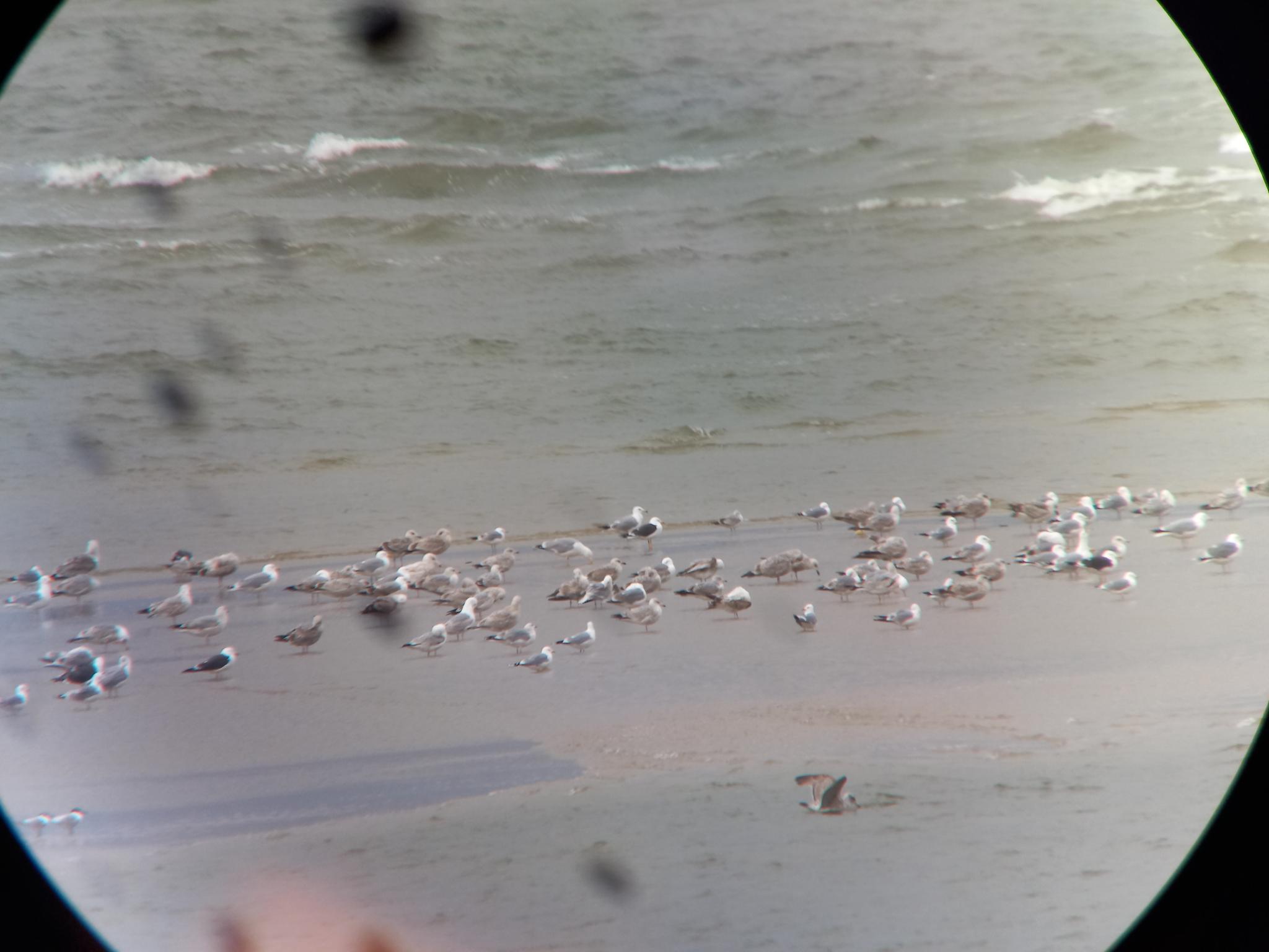 Glaucous Gull