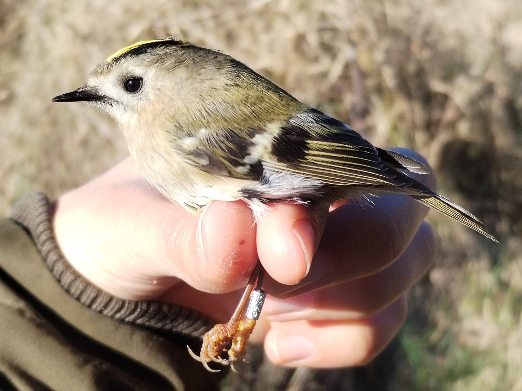 Goldcrest.jpeg