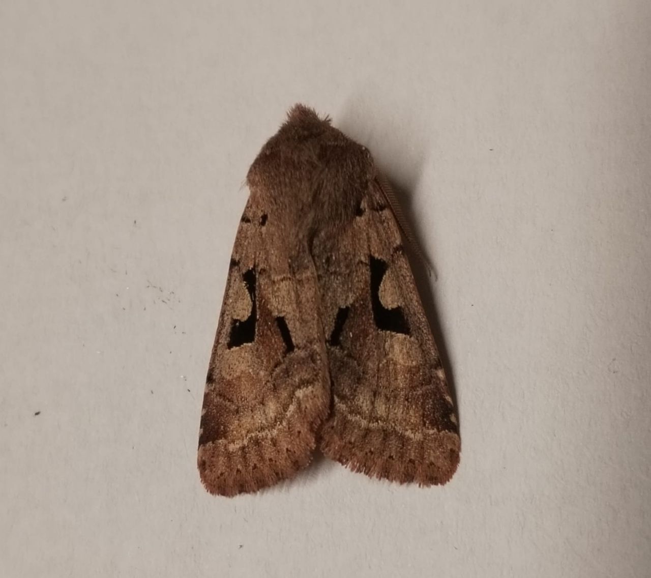 Gothic_moth.jpg