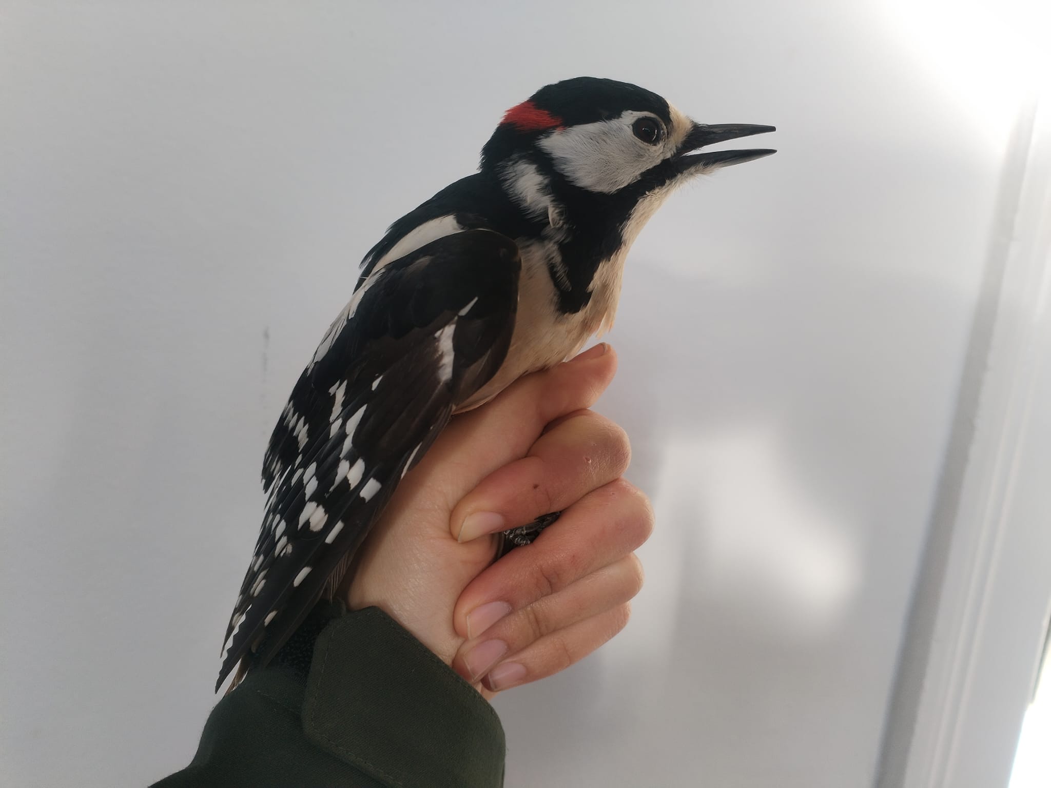 Great_Spotted_Woodpecker.jpeg