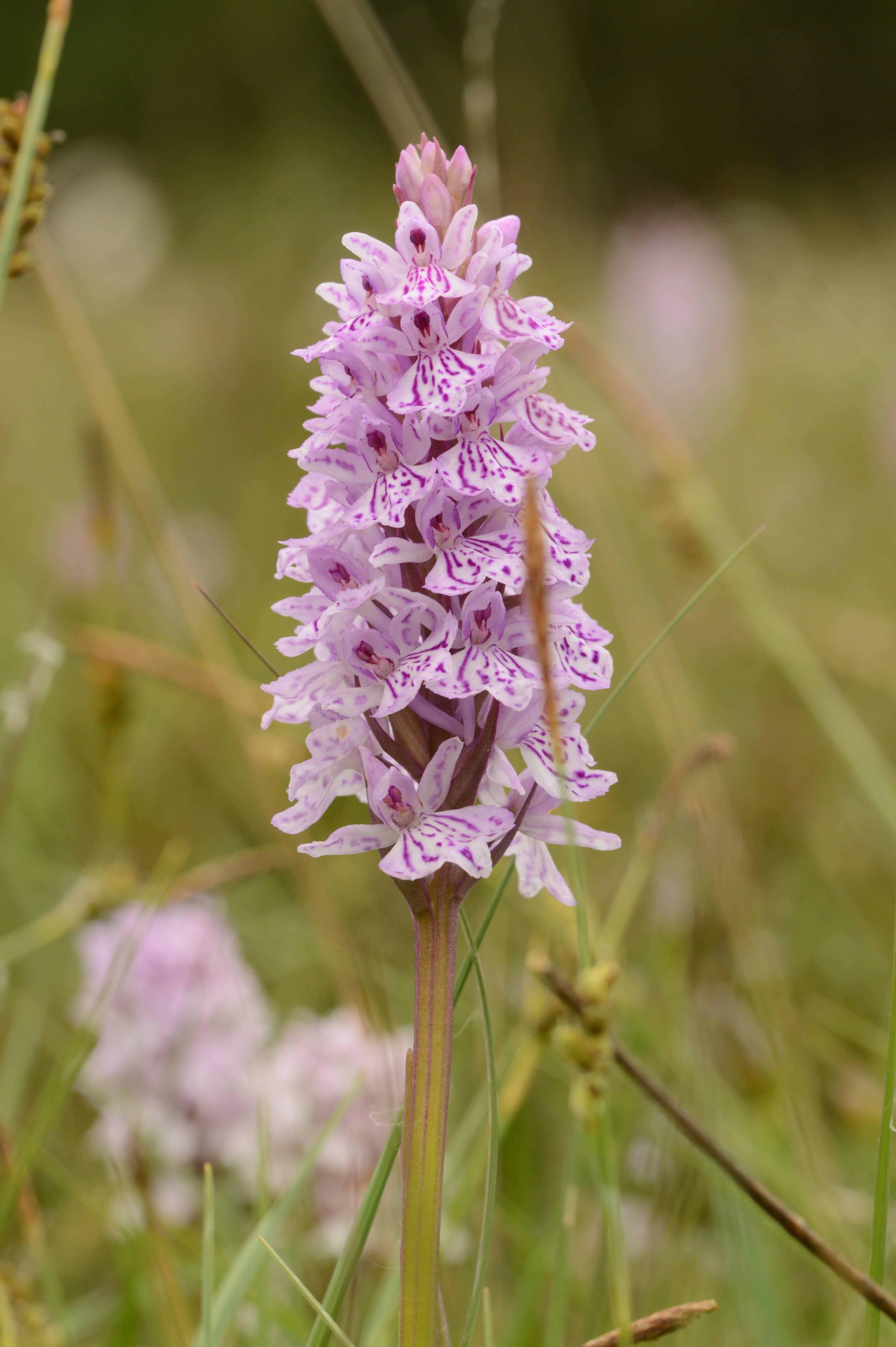 HEATH_SPOTTED-ORCHID_29.06.2021_Vrogum_Kaer_Denmark_60.JPG