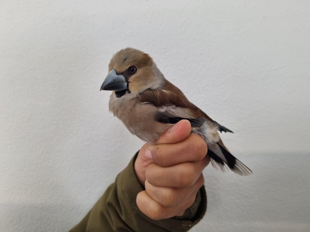 Hawfinch_female.jpg