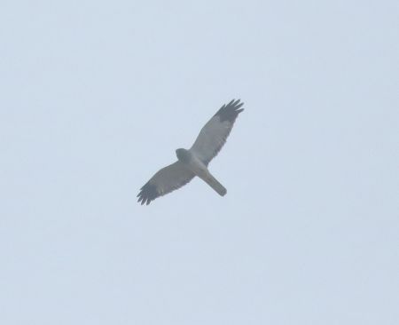 Hen harrier male. Foto. Jennifer Leung