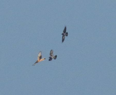 Hen harrier mobbed by crows. Foto. Jennifer Leung