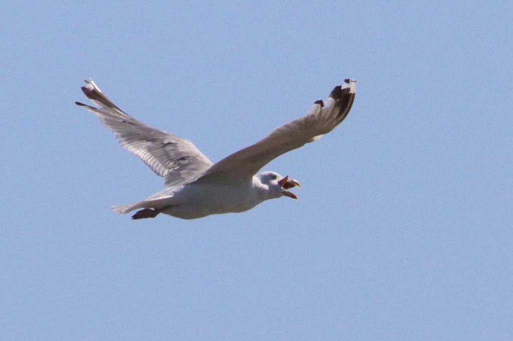 IMG 20200730 WA0001