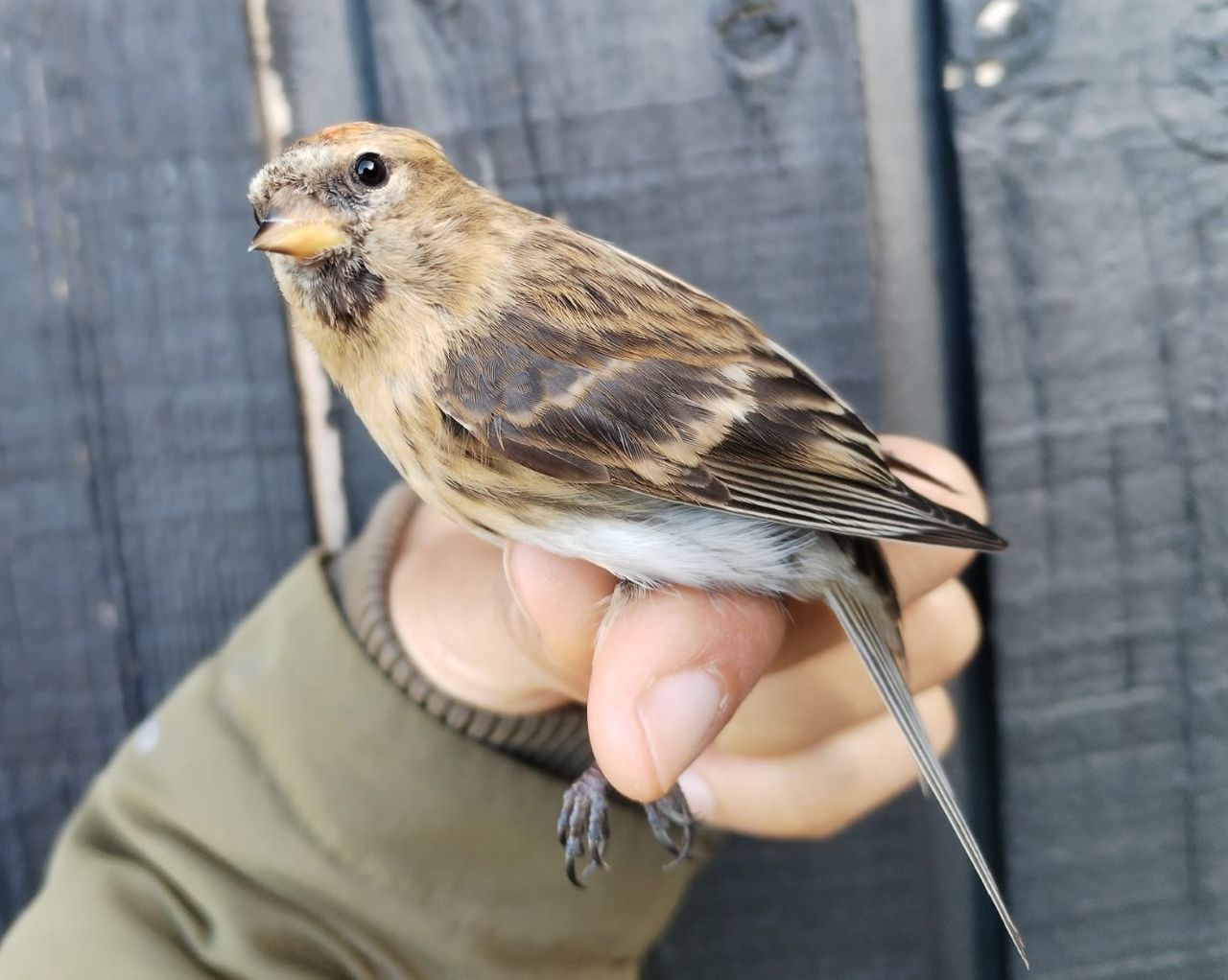 Lesser_Redpoll_new.jpg