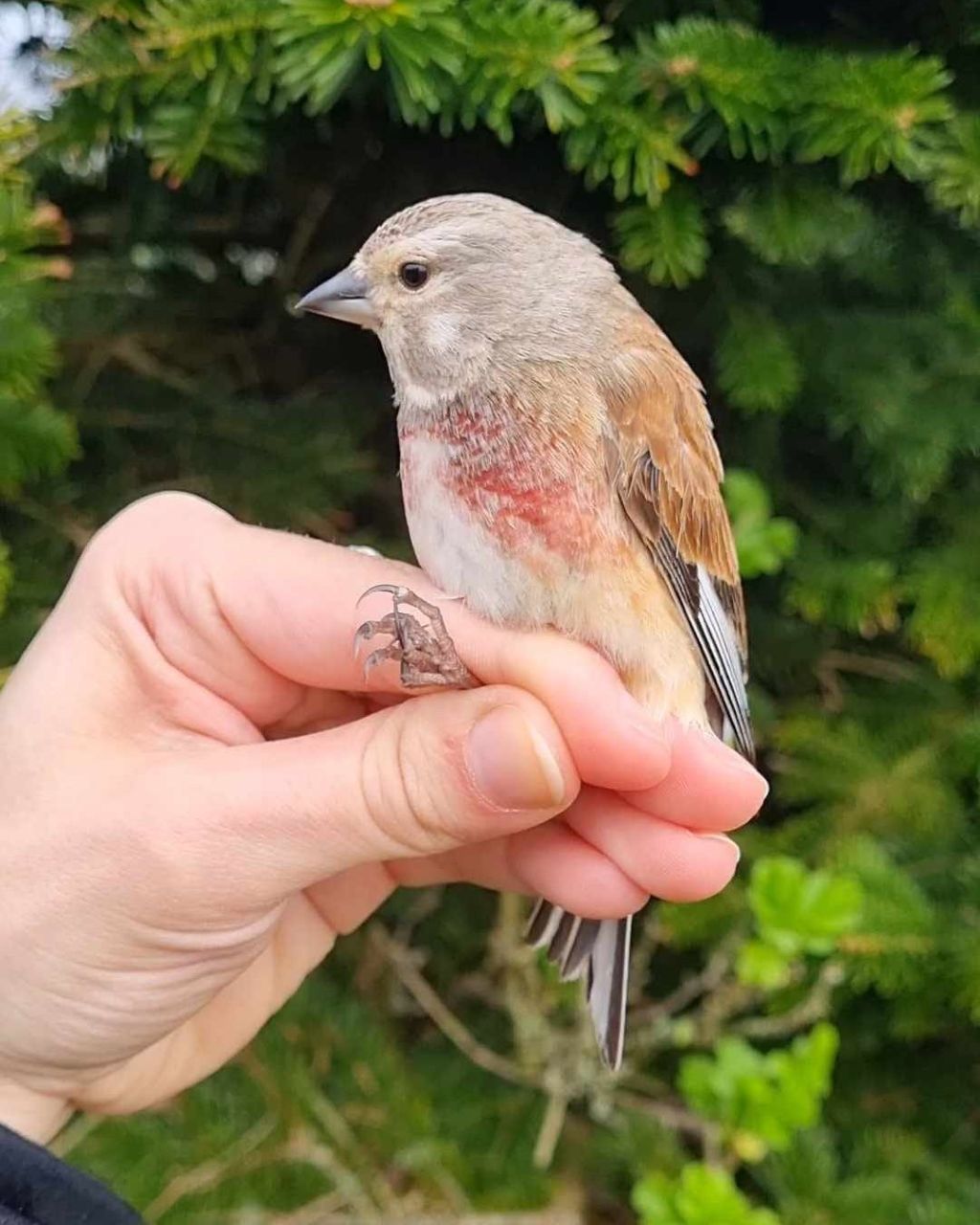 Linnet_Marit.jpg
