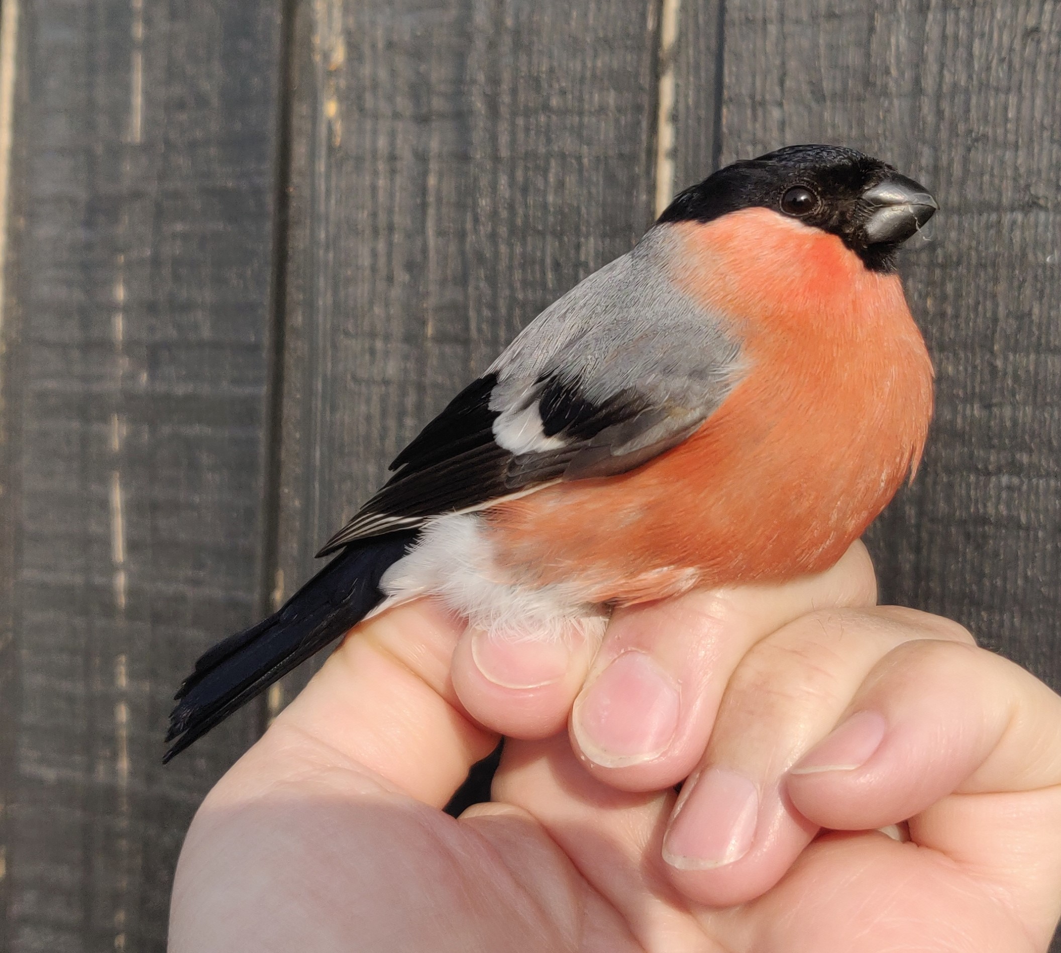 Male Bullfinch