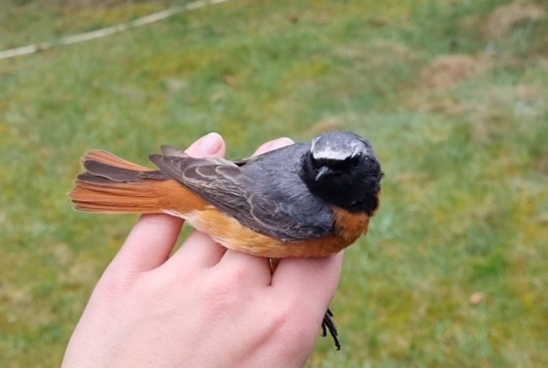 Male_redstart.jpeg