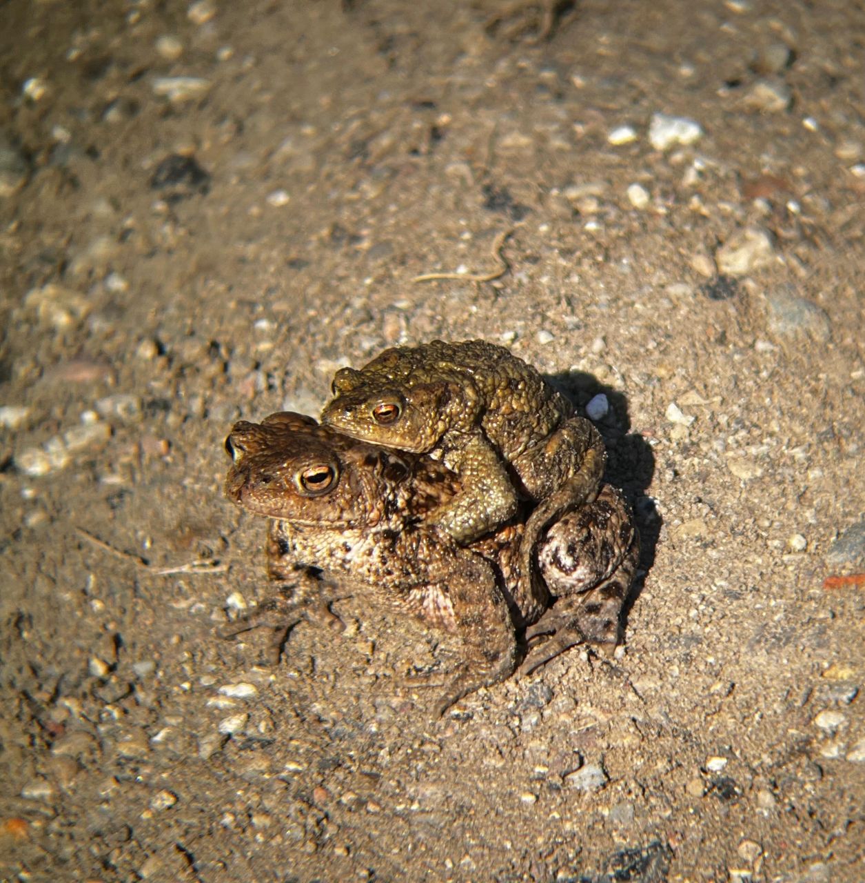 Mating_common_toads.jpg