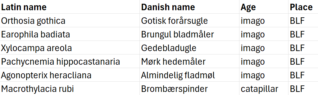 Moth_19-04-25.png
