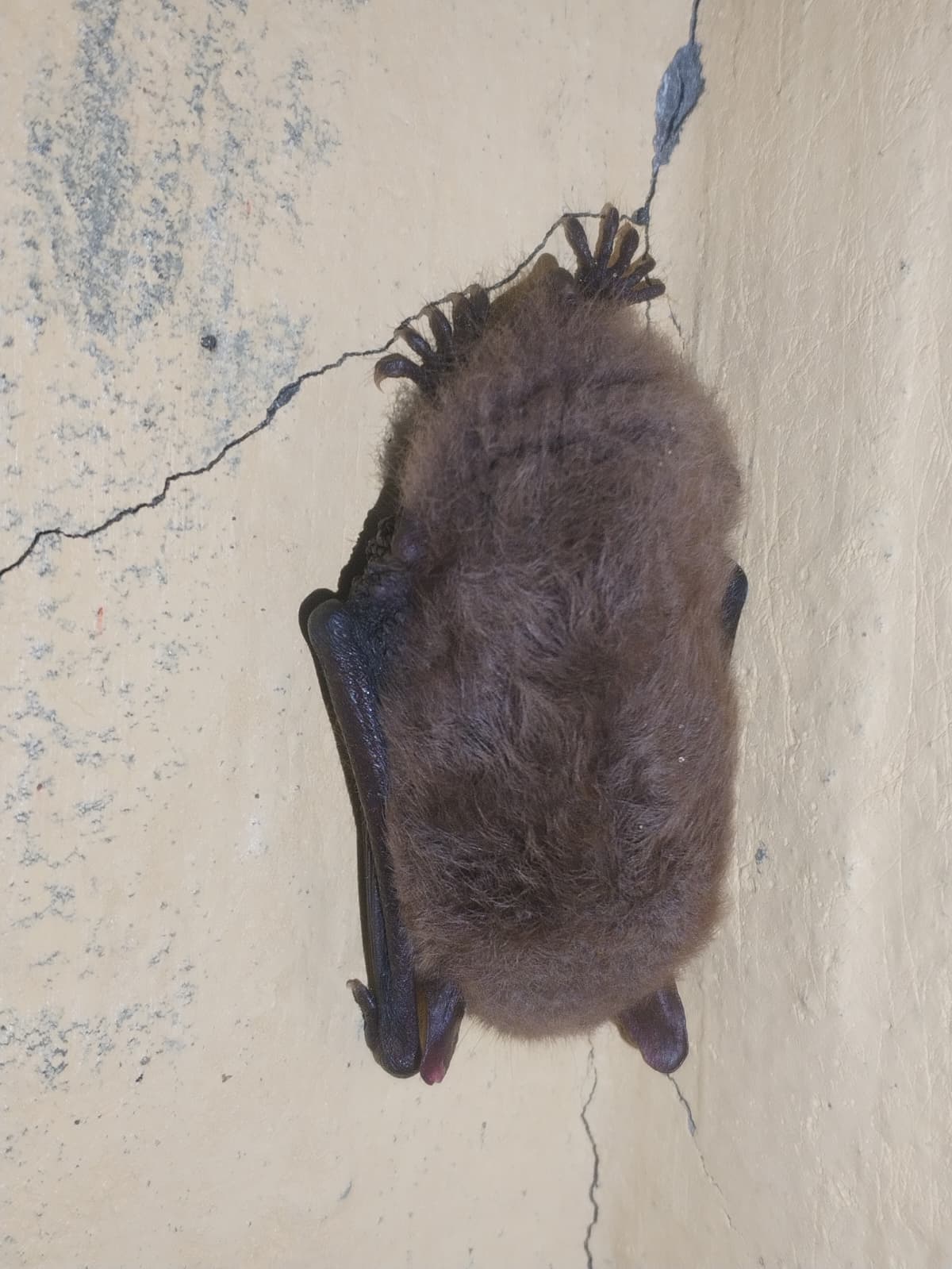 Myotis_daubentonii.jpeg