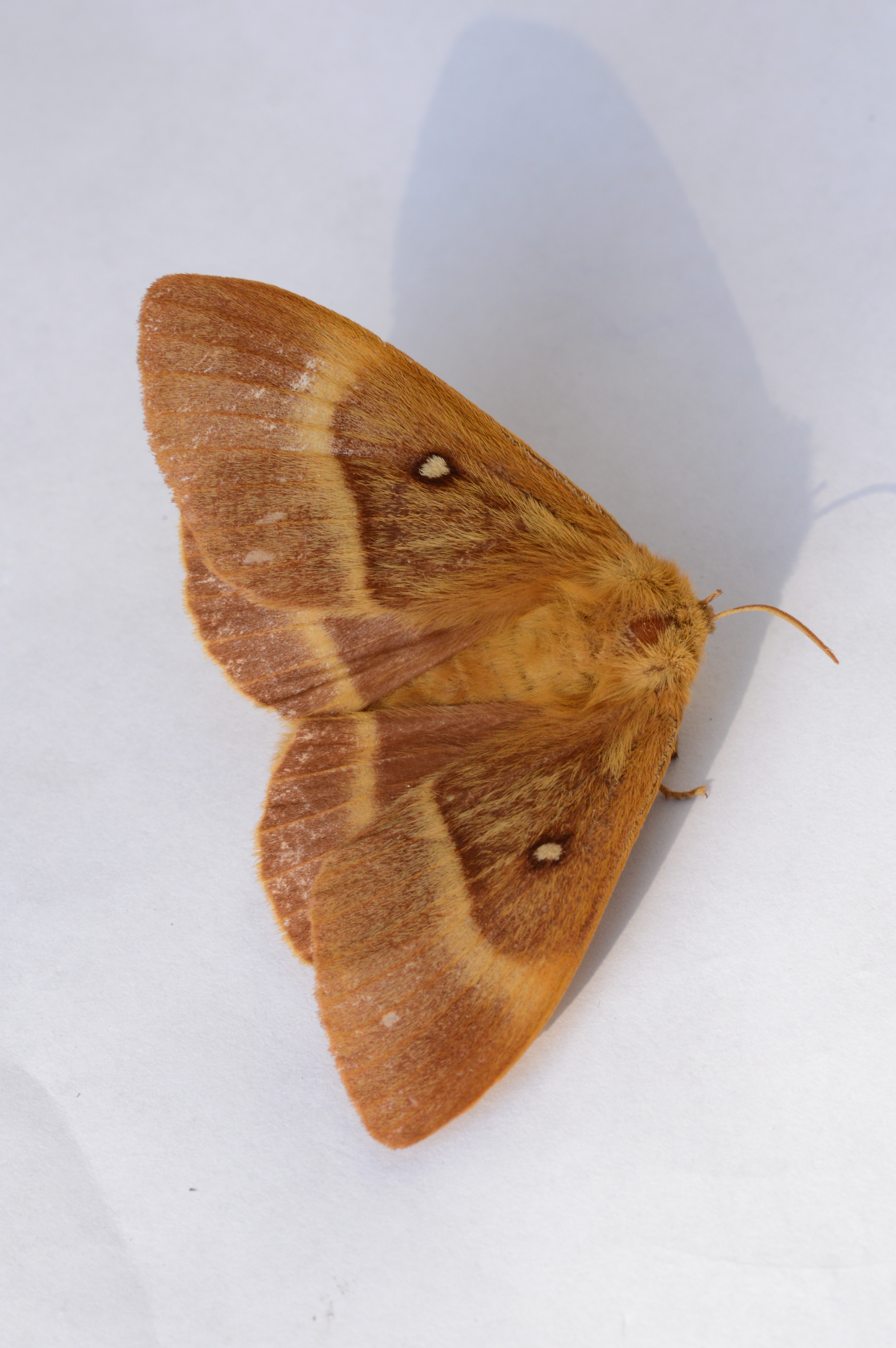 NORTHERN_EGGAR_female_09.07.2021_Blavand_Denmark_3.JPG