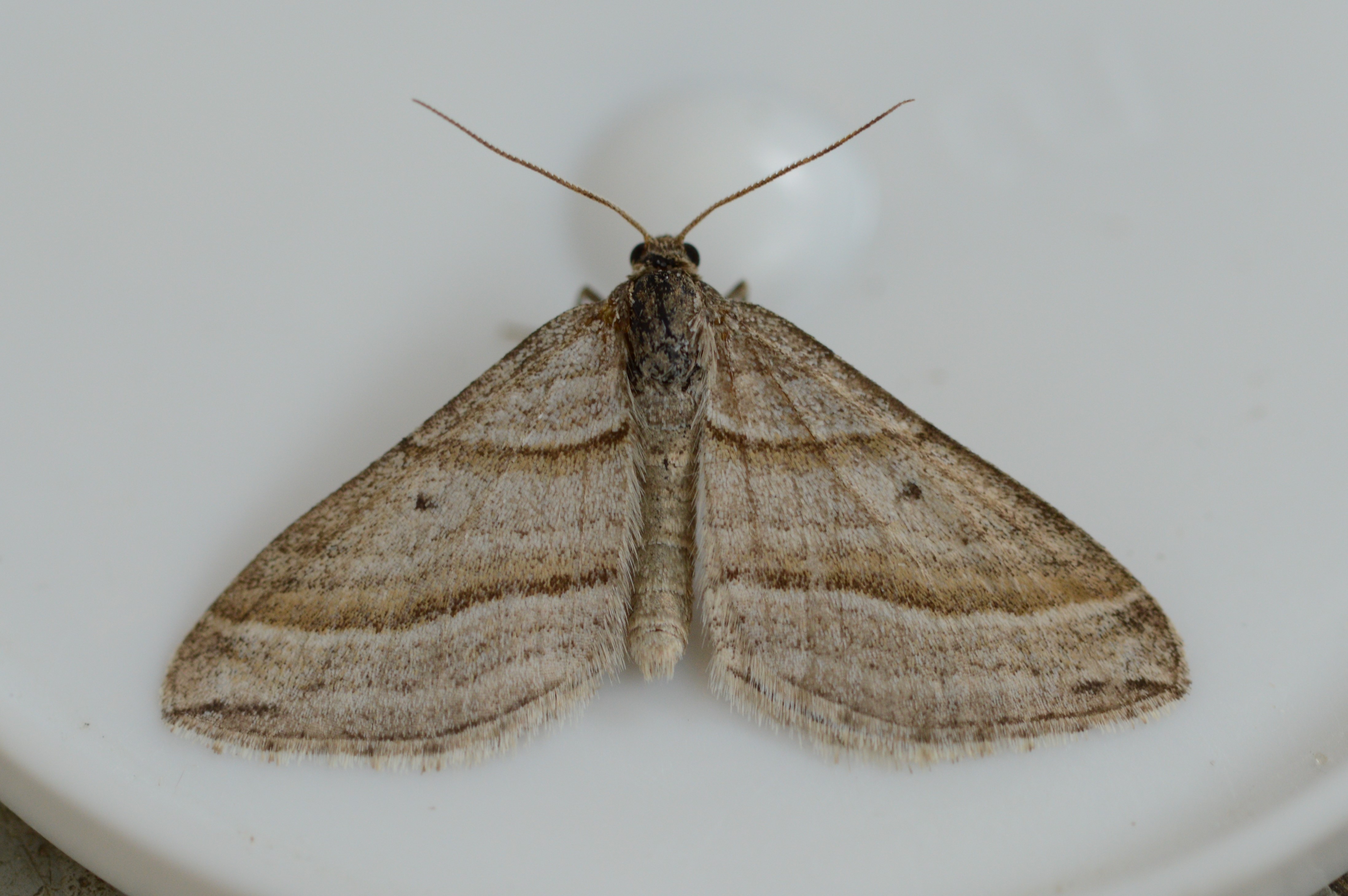 OBLIQUE_STRIPED_05.05.2021_Blavand_Denmark_62.JPG