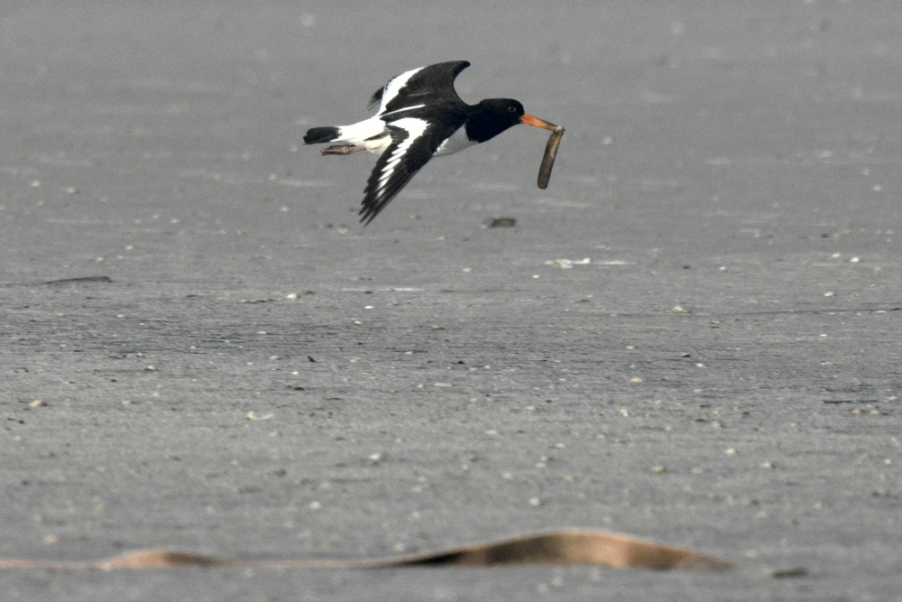 Oystercatcher a 01112019 00001