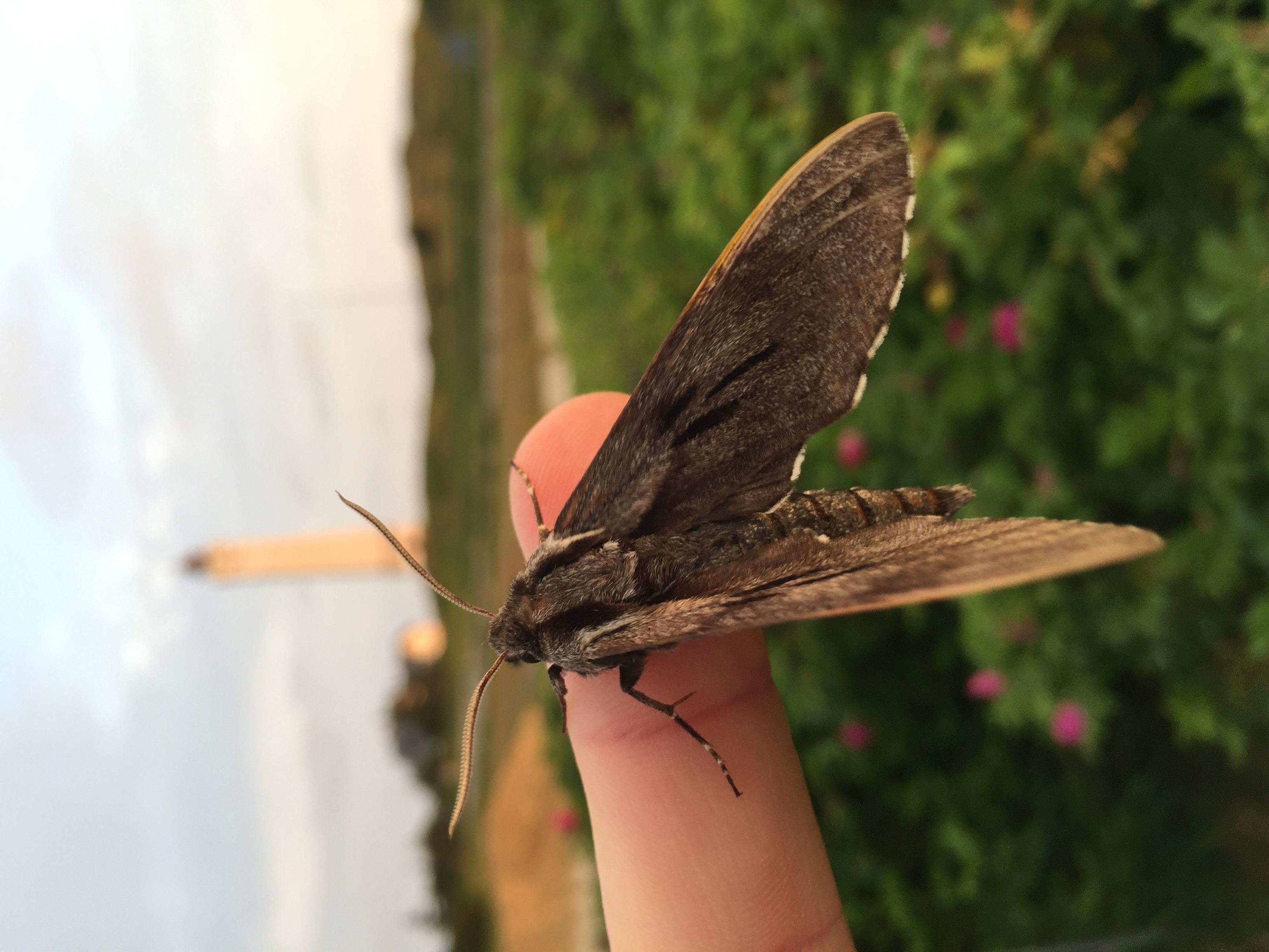 PINE_HAWKMOTH_29.06.2021_Blavand_Denmark_2.JPG