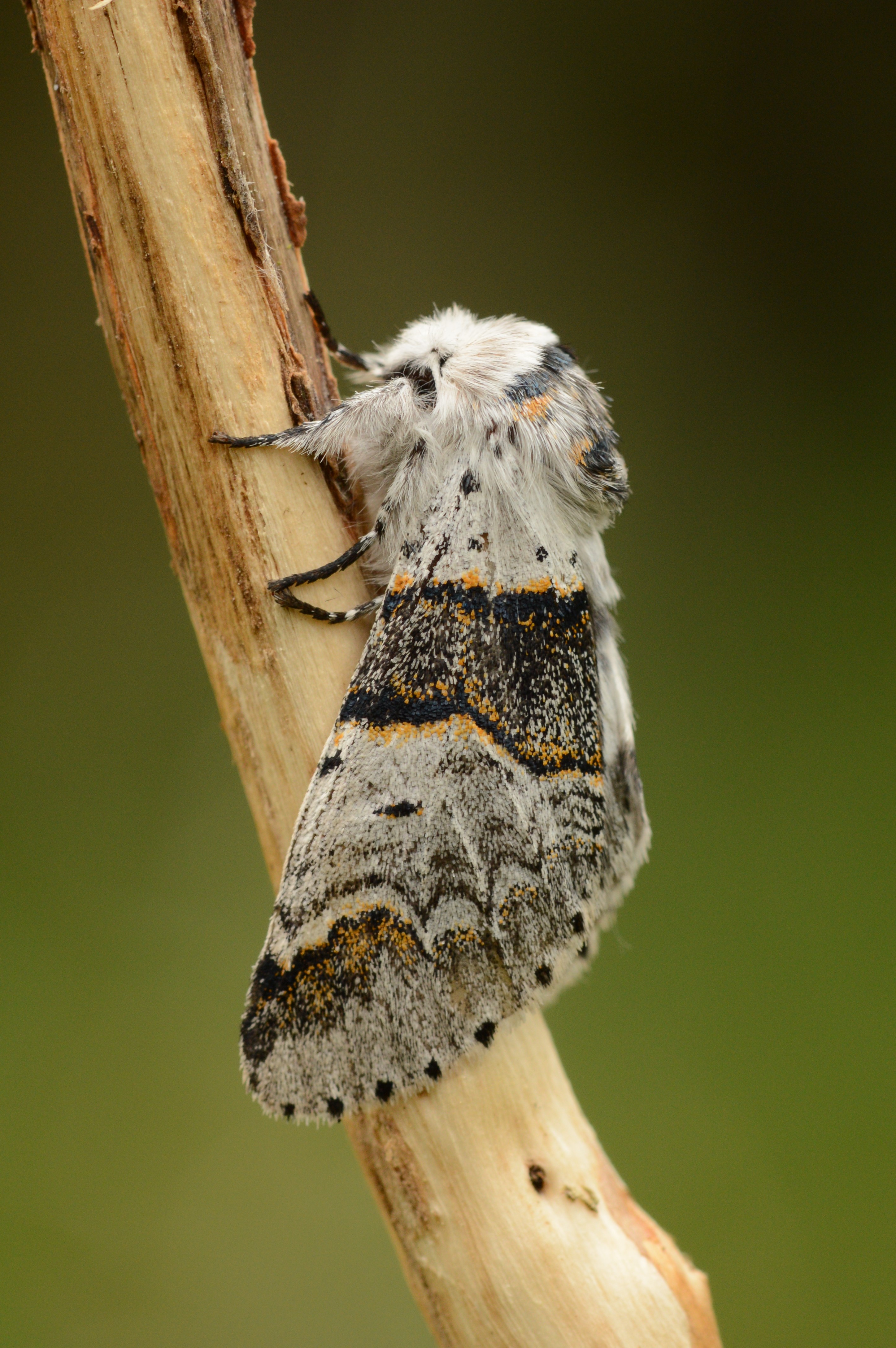 POPLAR_KITTEN_21.06.2021_Blavand_Denmark_32.JPG