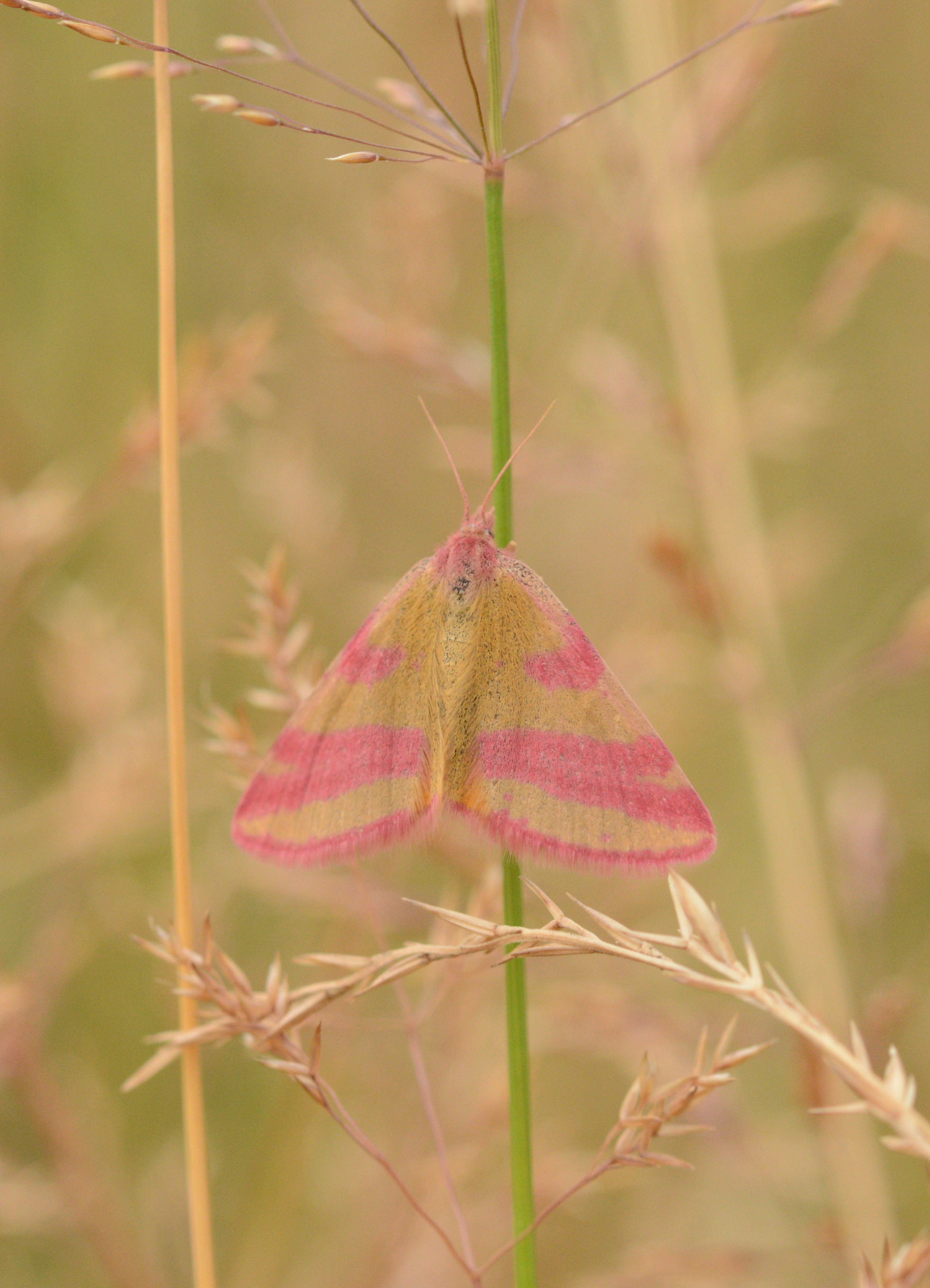 PURPLE-BARRED_YELLOW_26.07.2021_Blavand_Denmark_8.JPG