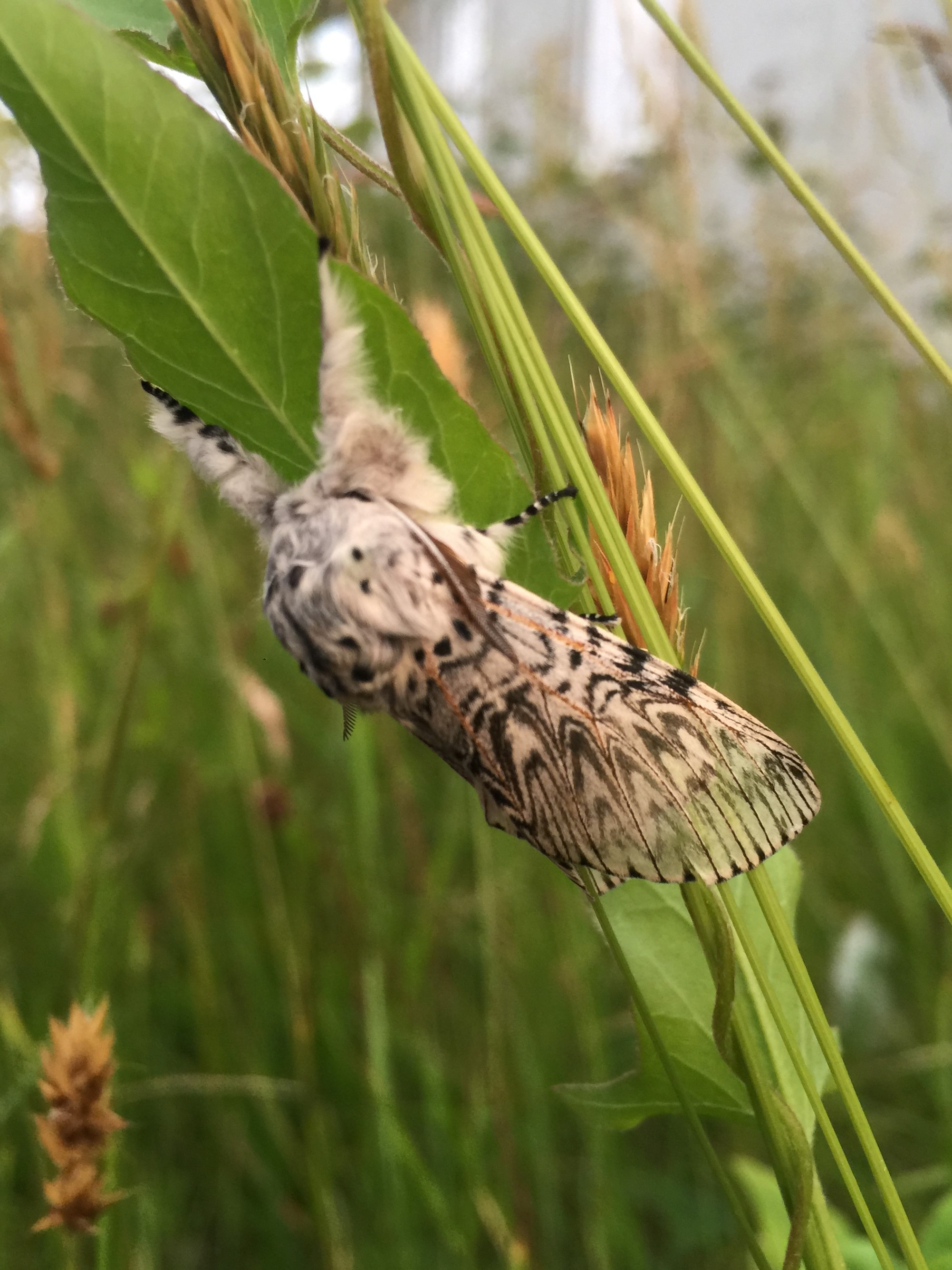 PUSS_MOTH_29.06.2021_Blavand_Denmark_1.JPG