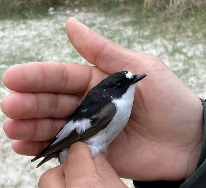 Pied_Flycatcher.jpeg