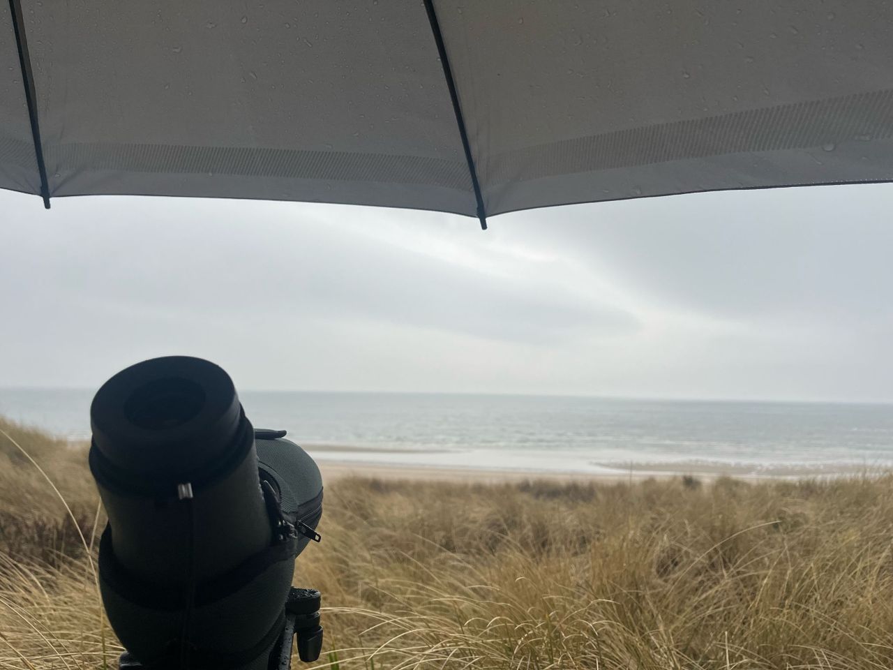 Rain_obs.jpg