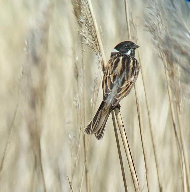 Reed_bunting.jpg