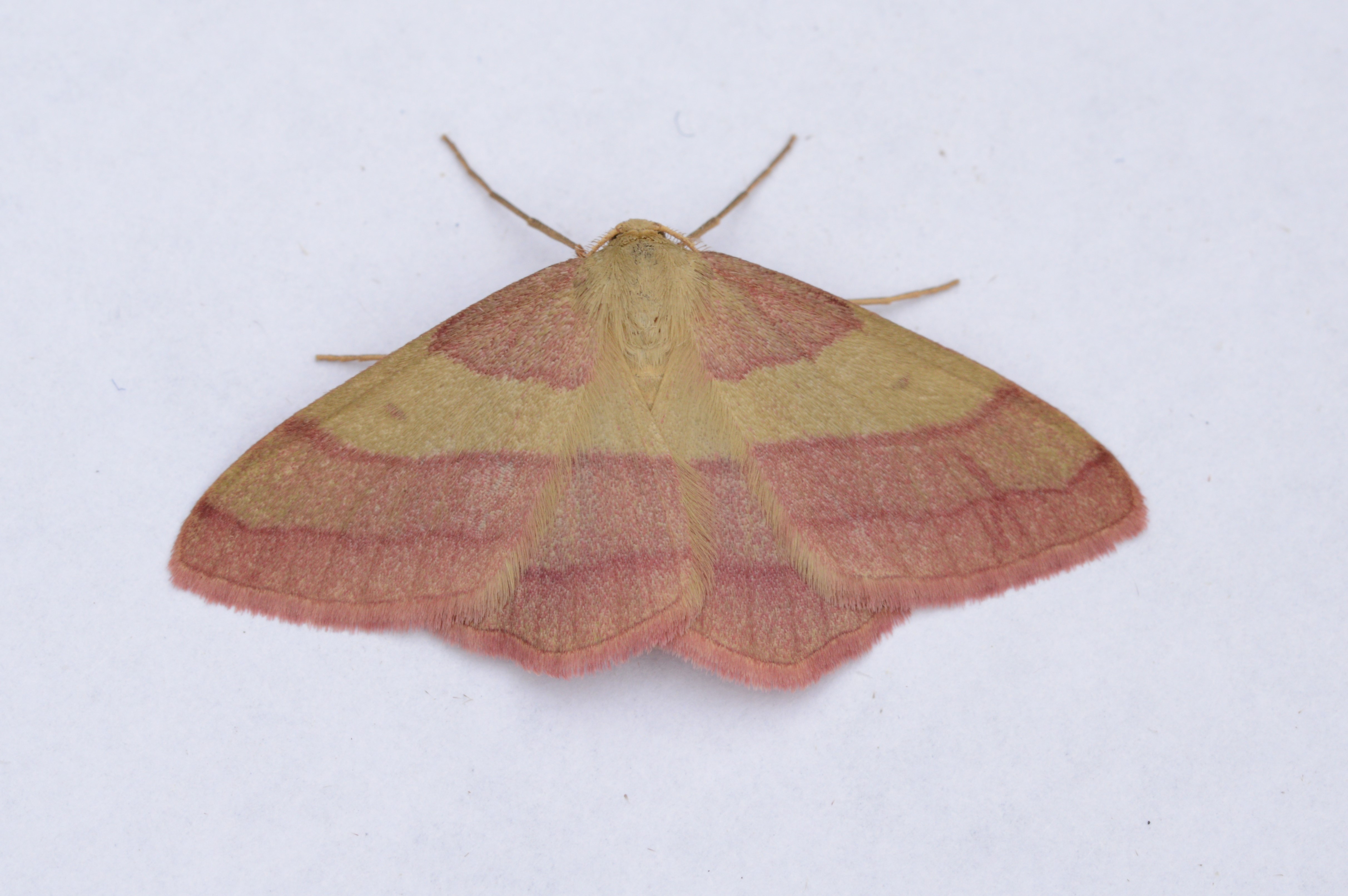 Rhodostrophia_vibicaria_30.06.2021_Blavand_Denmark_20.JPG