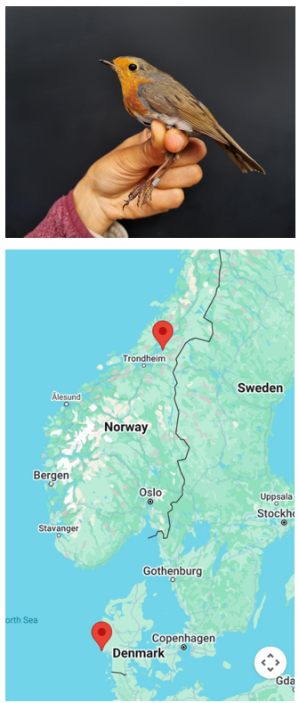 Robin_and_MAp_Stavanger.png