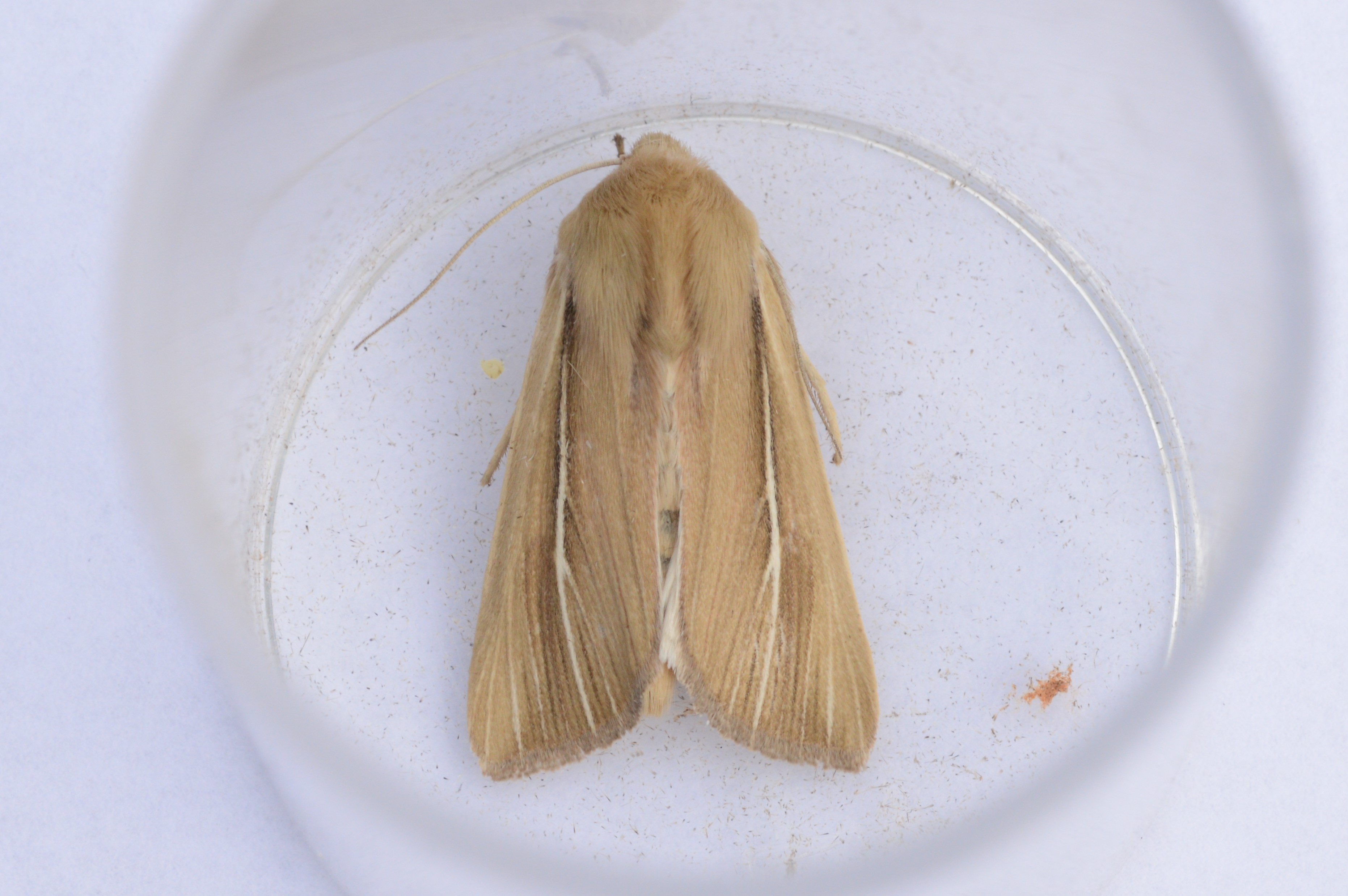 SHORE_WAINSCOT_27.06.2021_Blavand_Denmark_27.JPG